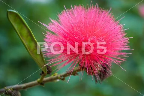 Pink Mimosa Flower Stock Photos