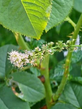 Pink Mint Flower Cluster Beneath a Rose Leaf Fotos Stock