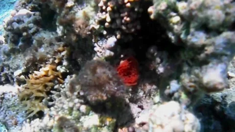 Pink Mollusk Egg Mass Hidden Among Coral Reef Stock Footage 341770864