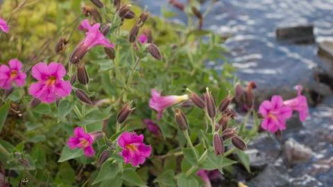 Pink Monkeyflowers on Mount Rainier Stock Photos