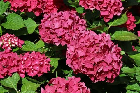 Pink mophead Hydrangea flowers in close up Stock Photos