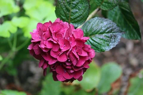 Pink mophead Hydrangea flowers in close up Stock Photos
