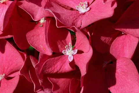 Pink mophead Hydrangea flowers in macro close up 스톡 사진