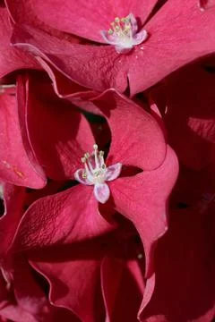 Pink mophead Hydrangea flowers in macro close up Stock Photos
