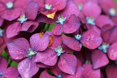 Pink mophead Hydrangea flowers in macro close up Stock Photos