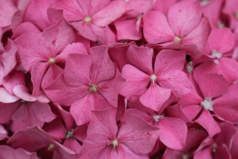 Pink mophead Hydrangea flowers Stock Photos
