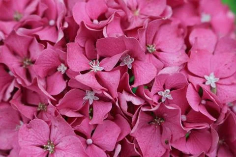 Pink mophead Hydrangea flowers Stock Photos