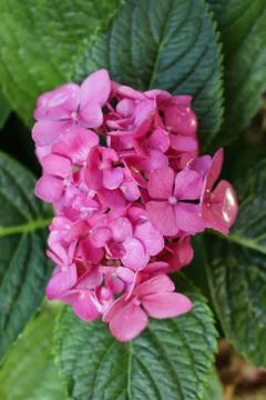 Pink mophead Hydrangea flowers Stock Photos