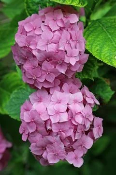 Pink mophead Hydrangea flowers Foto stock