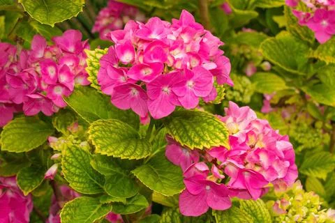 Pink Mophead Hydrangea Stock Photos