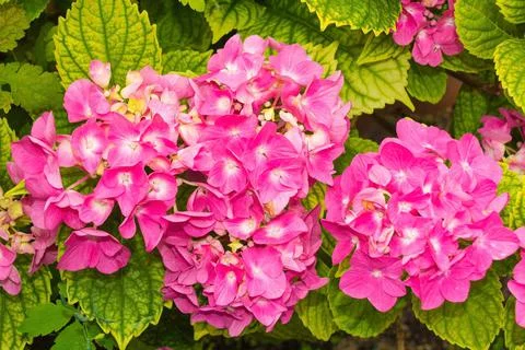 Pink Mophead Hydrangea Stock Photos