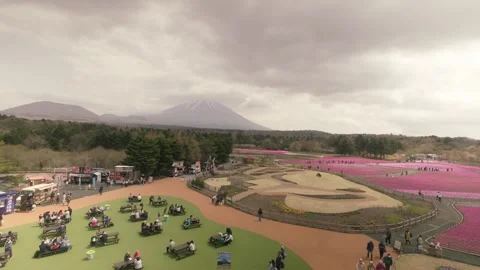 Pink Moss Phlox Fields with Mount Fuji Stock Footage 344092479