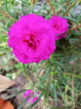 Pink moss Roses Stock Photos