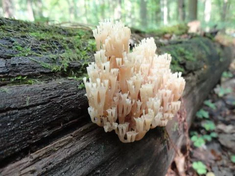 Pink moss on a tree in the forest Stock Photos