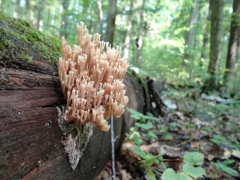 Pink moss on a tree in the forest Stock Photos