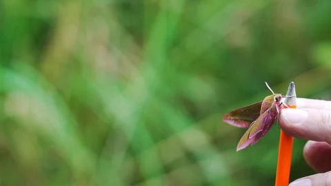 Pink Moth Stock Footage 129323935