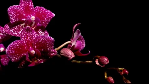 Pink Moth Orchid Time-lapse Stock Footage 79178715
