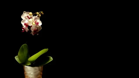 Pink Moth Orchid Time-lapse Stock Footage 84827924