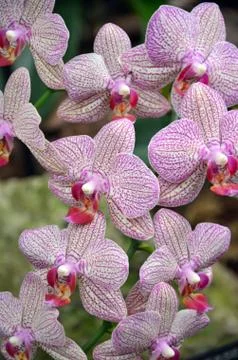 Pink moth orchids Stock Photos