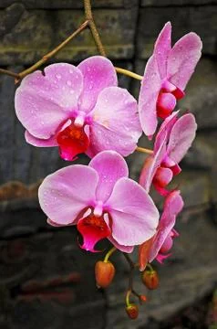 Pink moth orchids Stock Photos