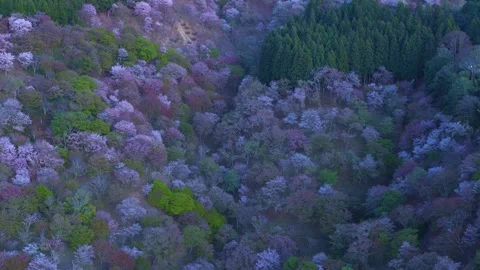 Pink Mountainside as Sakura Bloom in Spring, Cherry Blossom Season in Japan 库存影片 339760142