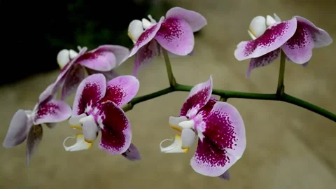 Pink mounth orchid Stock-Footage 229603507