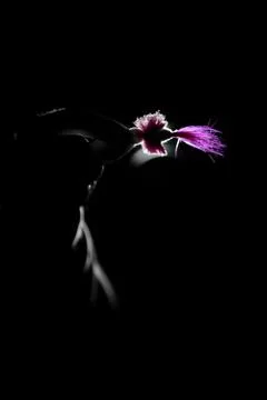 Pink mouse fly at night Stock Photos
