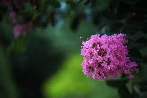 Pink Mrytle Blooms Stock Photos