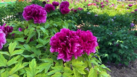 Pink mudan flowers or tree peony (Paeonia × suffruticosa) Stock Footage 306828193