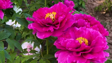Pink mudan flowers or tree peony (Paeonia × suffruticosa) Stock Footage 306831190