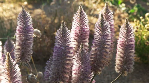 Pink mulla mulla flowers Stock Footage 61112997