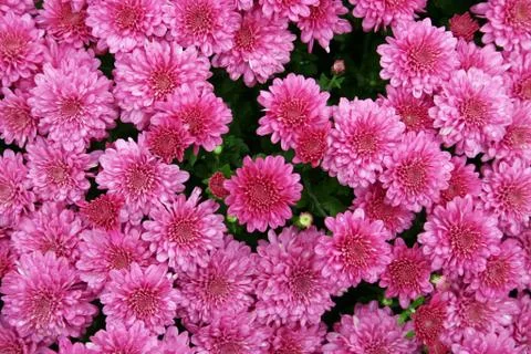 Pink Mums 스톡 사진