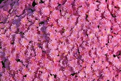 Pink Mums Stock Photos