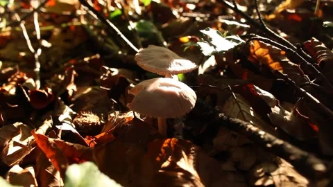 Pink Mushroom in Sunlight Stock Footage 224954775