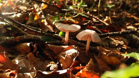Pink Mushrooms on the Forest Floor Stock Footage 224954823