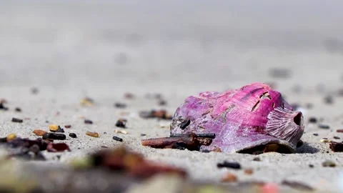 Pink mussel shell on beach sand Rio de Janeiro Brazil. Stock Footage 167476619