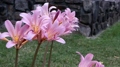 Ladies Naked Stock Video Footage Royalty Free Ladies Naked Videos Pond5