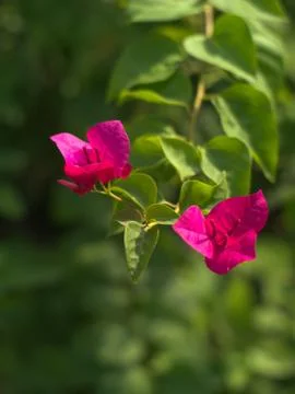 Pink Nerium oleander Stock Photos