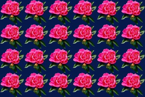 Pink nice pattern of blooming peony on dark Stock Illustration