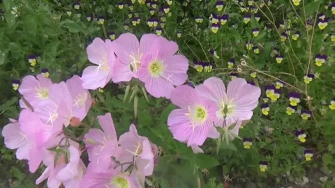 A pink night bloomer against a background of pansies Stock Footage 311523307