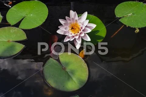 Pink nymphaea flower with sky reflection Stock Photos