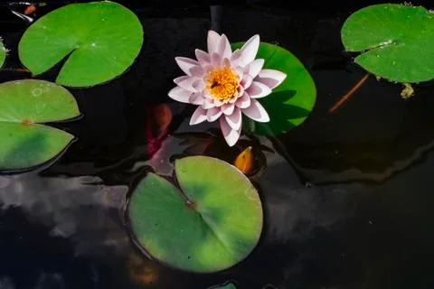 Pink nymphaea flower with sky reflection Stock Photos