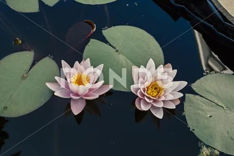 Pink nymphaea flowers with sky reflection Stock Photos