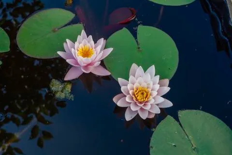 Pink nymphaea flowers with sky reflection Stock Photos