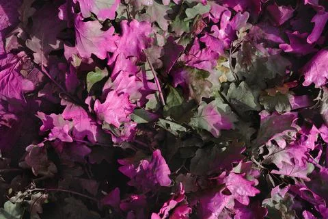 Pink oak leaves Stock Photos