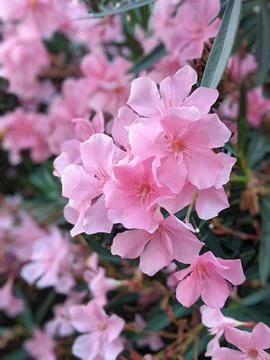 Pink oleander in bloom Stock Photos