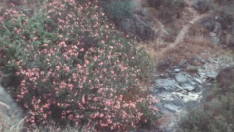 Pink Oleander Bush Along a Dry Rocky Stream Bed in Portugal 1970s 動画素材 347124096
