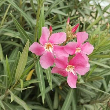 Pink oleander flower cluster blooming with green foliage stock photo Stock Photos