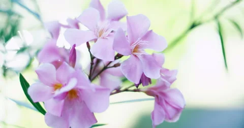 Pink Oleander flower moving in the wind 4K Video stock 44749661