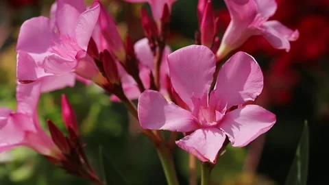 Pink oleander flower (Nerium oleander) Stock Footage 339453661